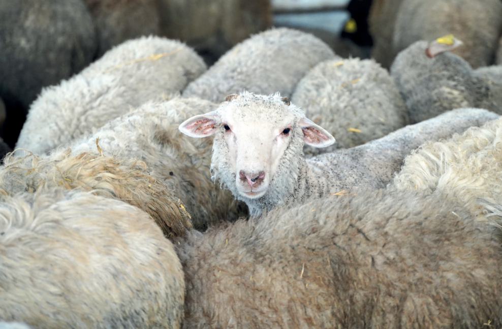 Génération Green : l’élevage, une priorité de la stratégie agricole